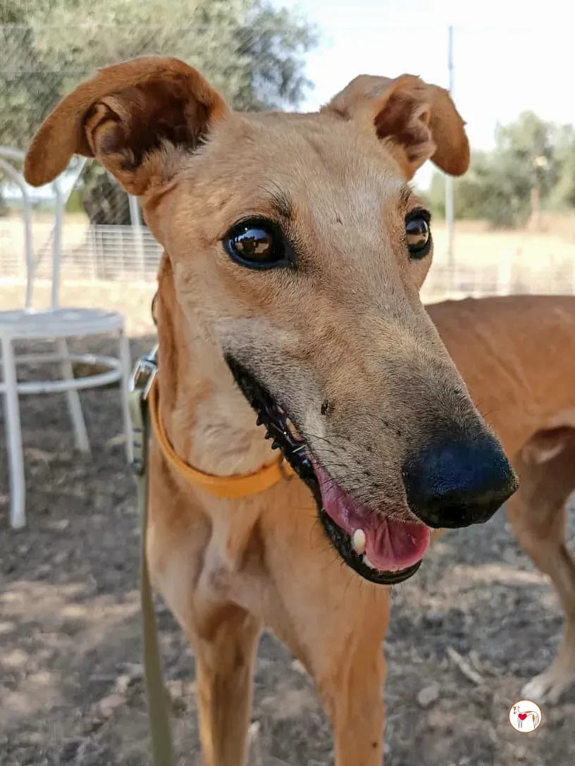hunger galgo adozione 07