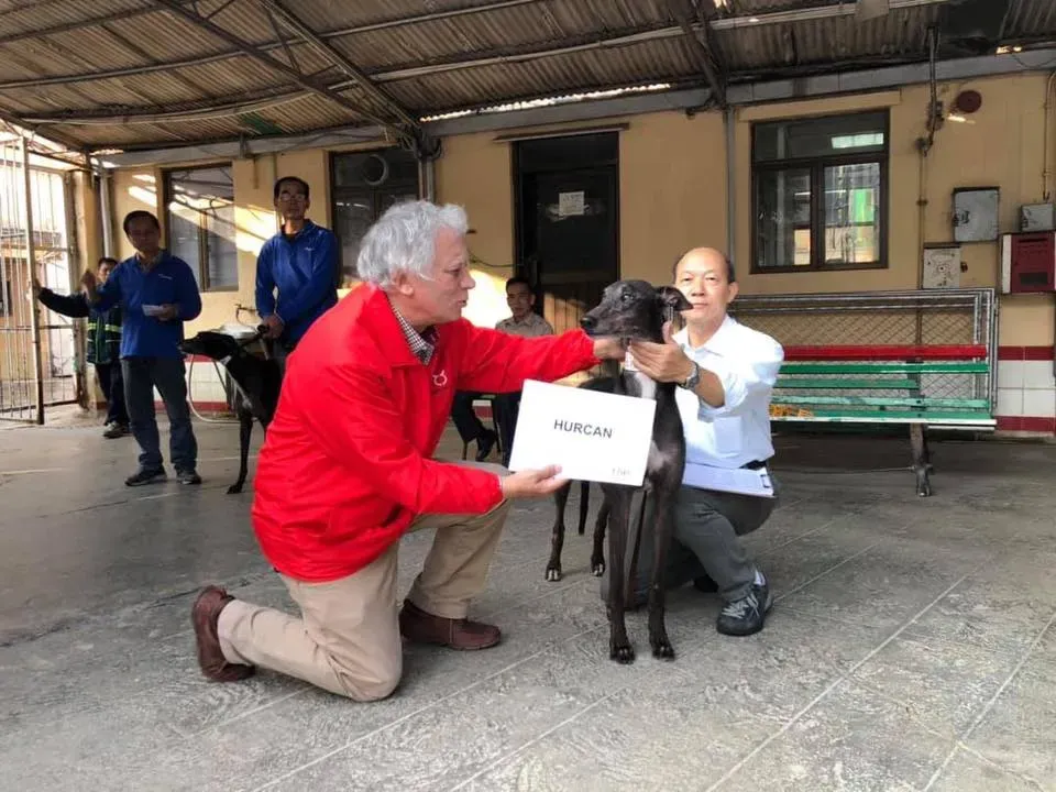 hurcan adozione greyhound macao