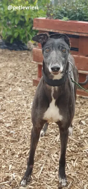 iago adozione greyhound 1