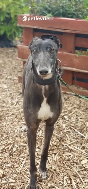 iago adozione greyhound 2