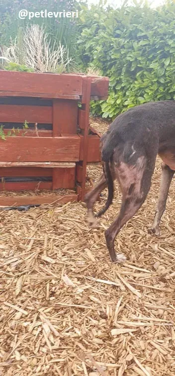 iago adozione greyhound 3