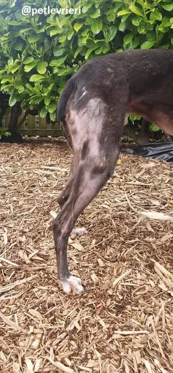 iago adozione greyhound 4