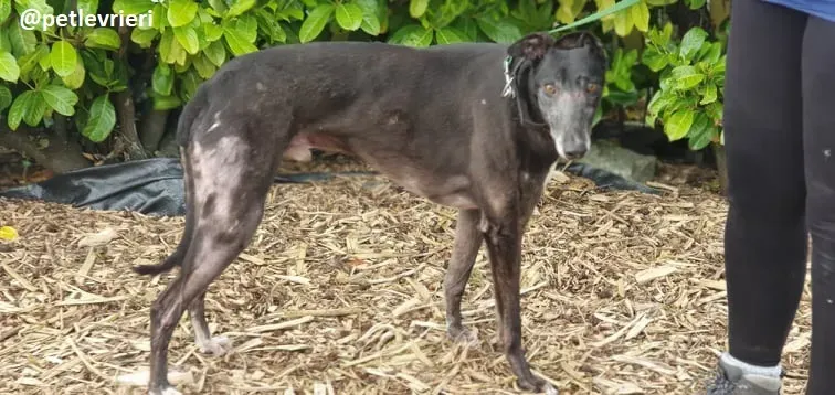 iago adozione greyhound 5