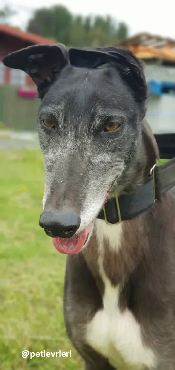 iago adozione greyhound
