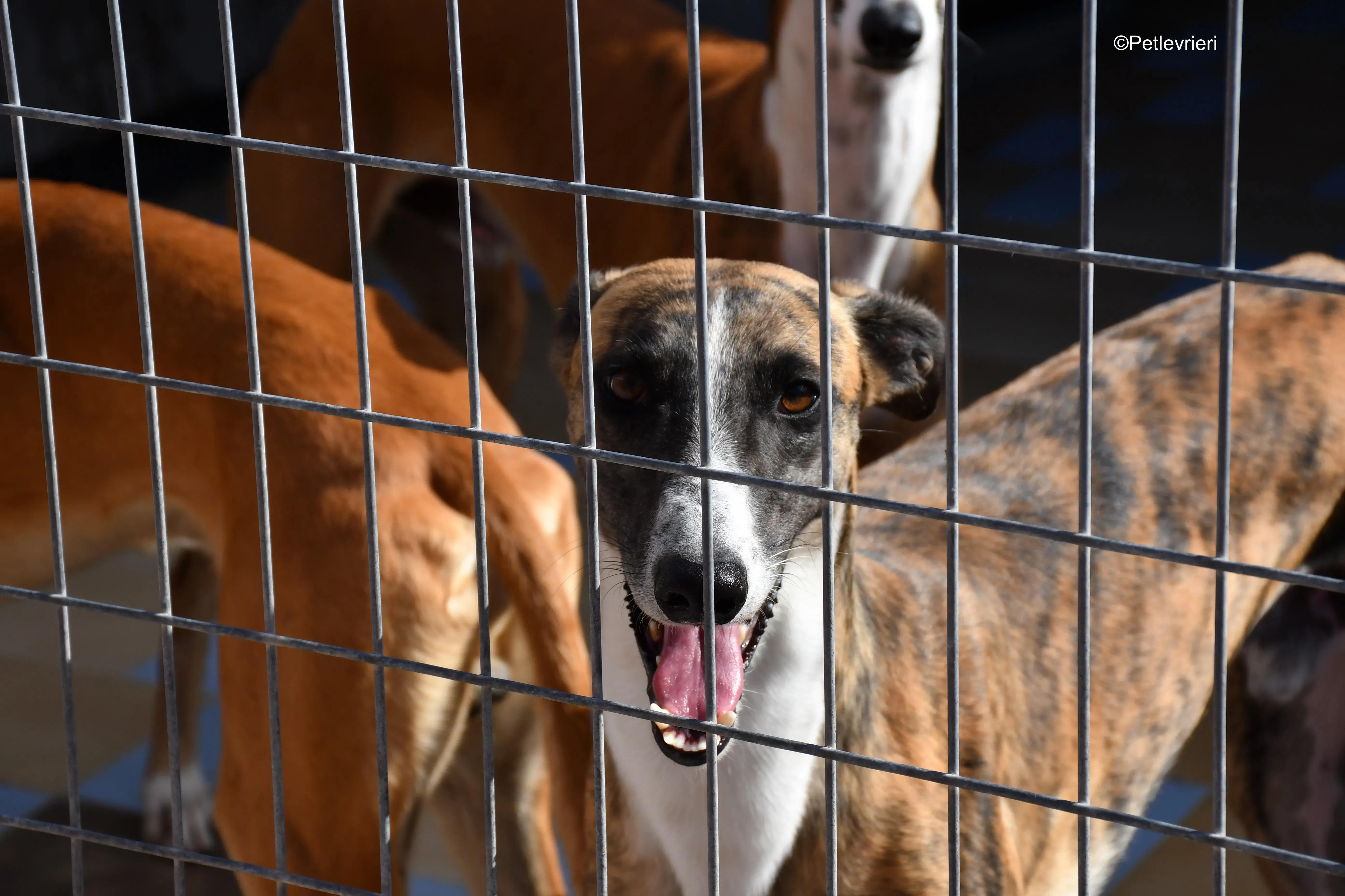 icaro adozione levrieri galgo 1