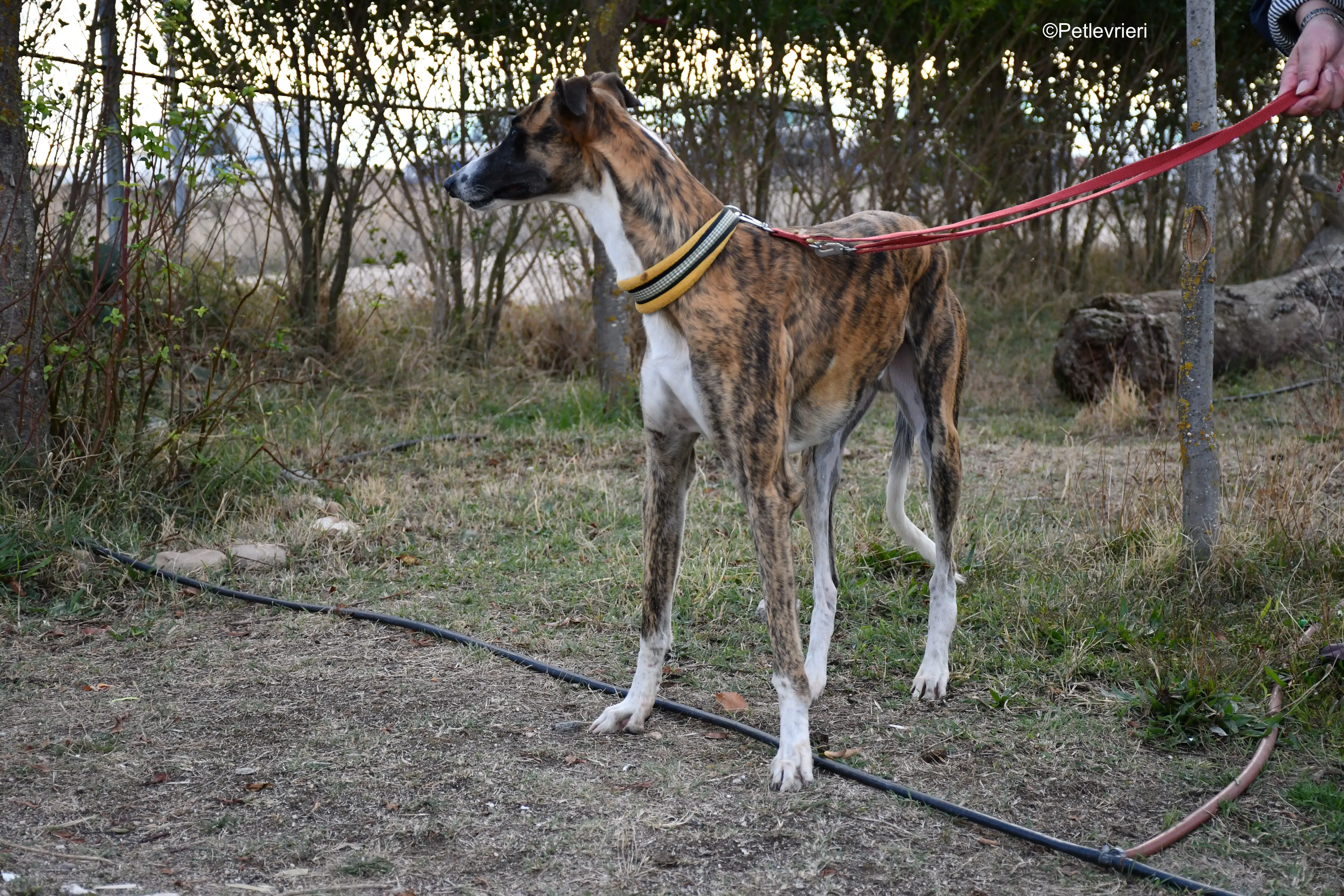 icaro adozione levrieri galgo 14