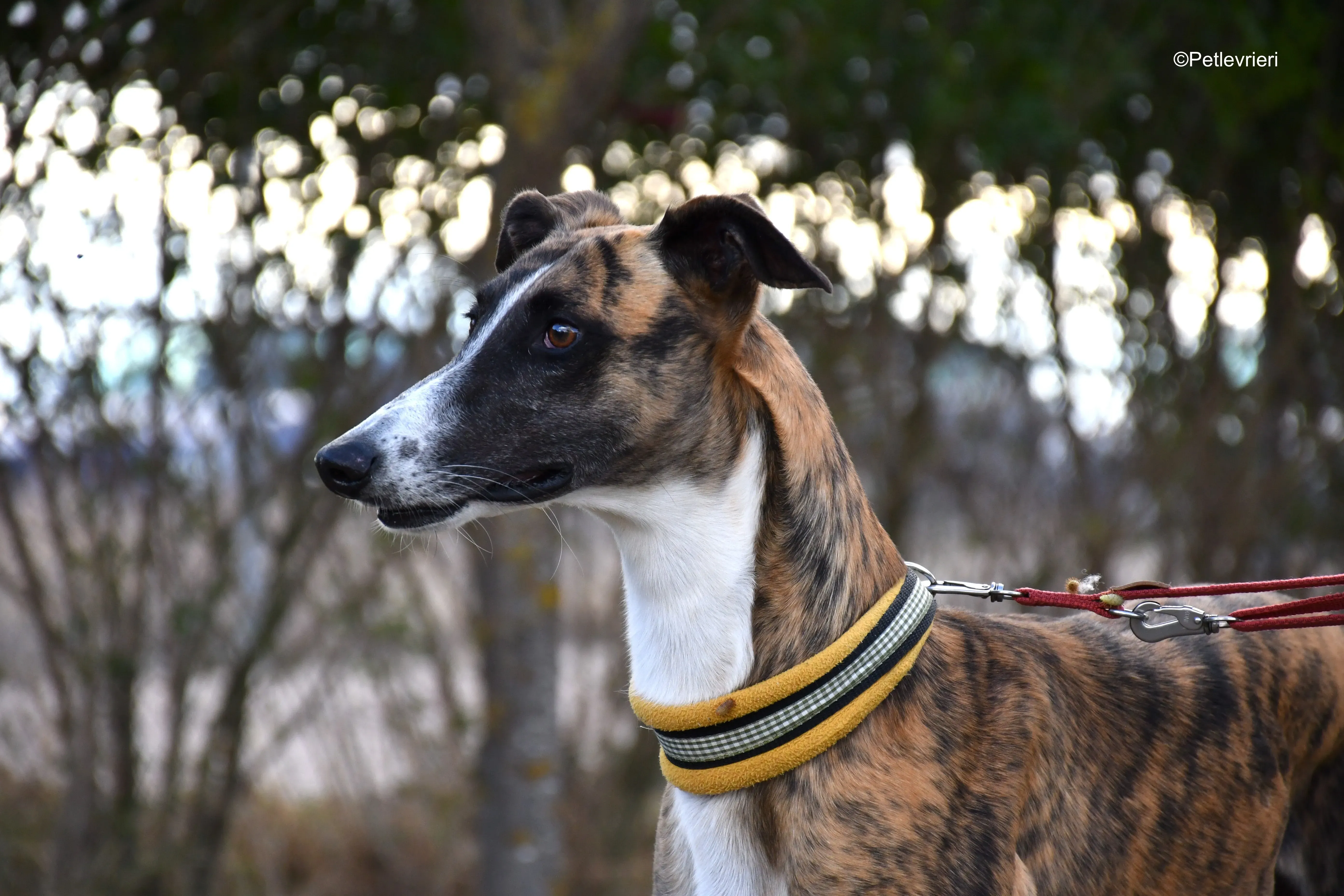 icaro adozione levrieri galgo 16