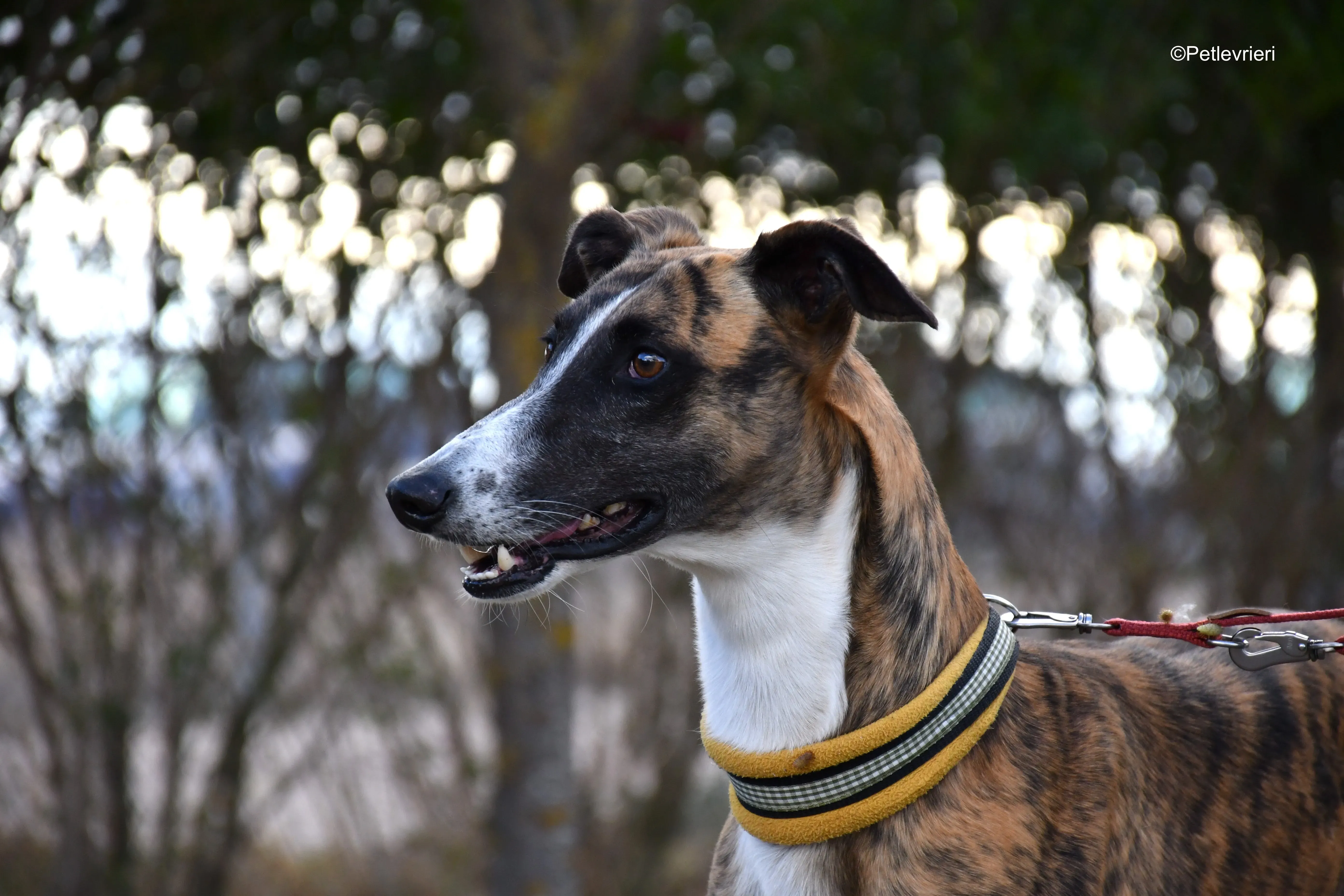 icaro adozione levrieri galgo 17