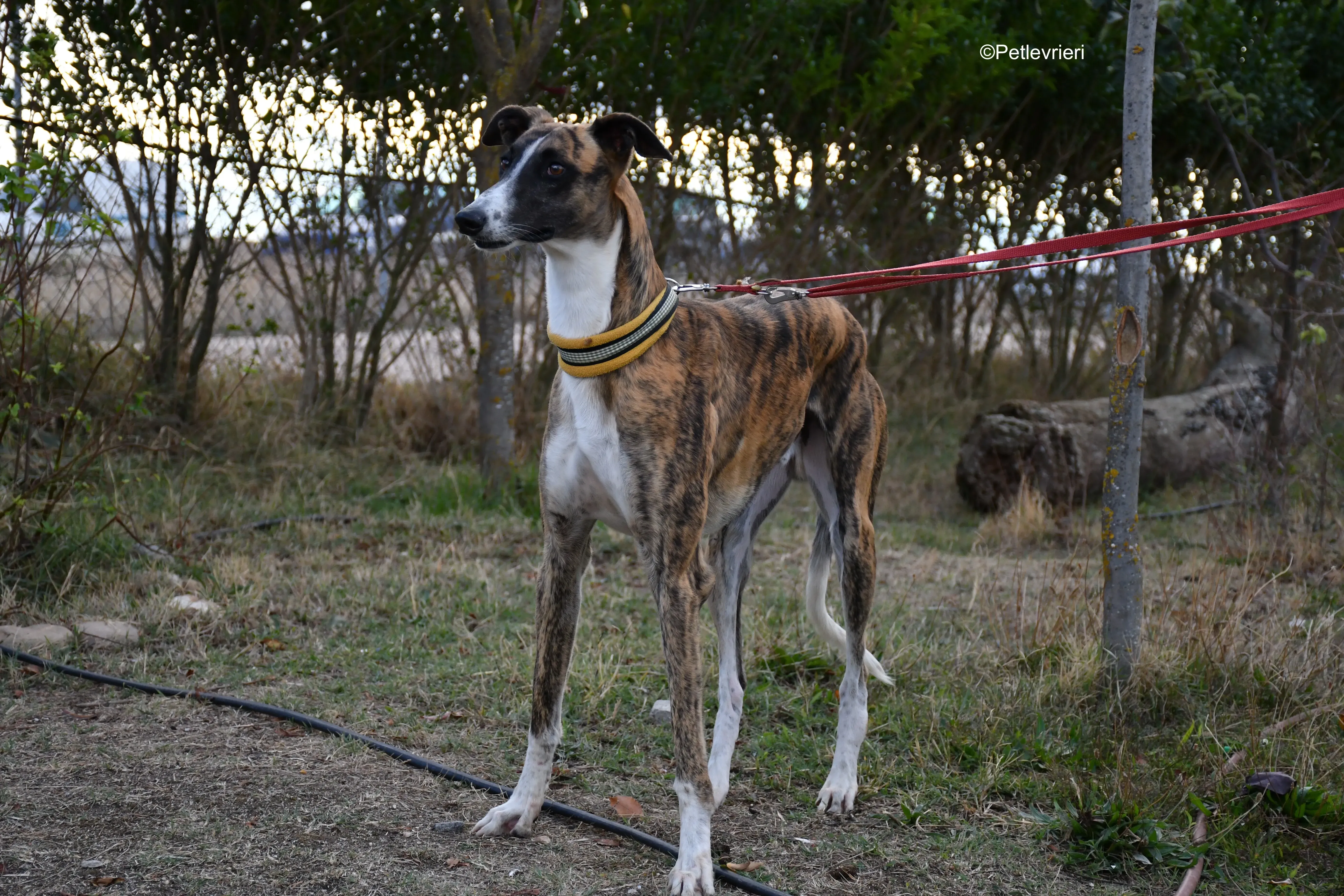 icaro adozione levrieri galgo 18