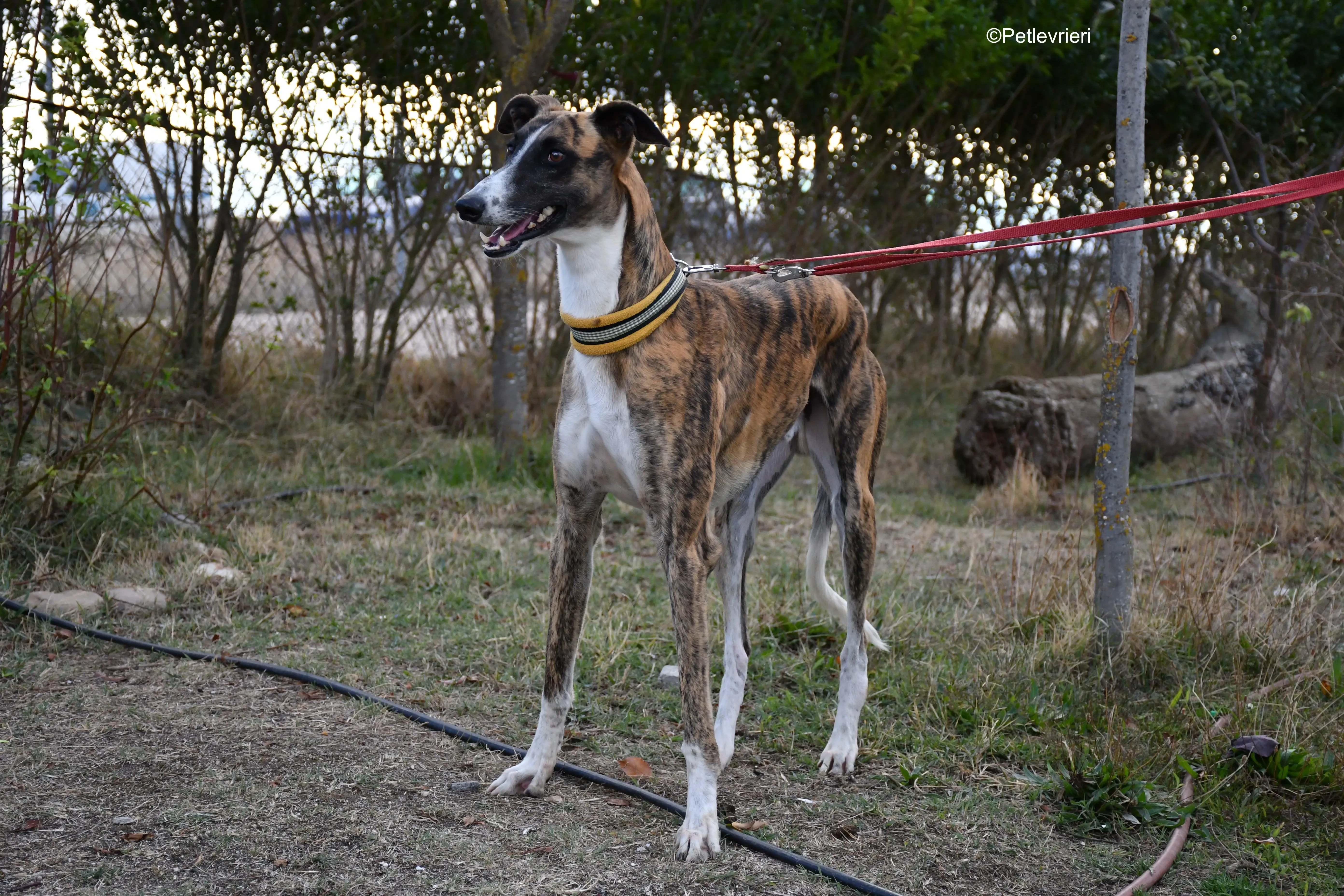 icaro adozione levrieri galgo 19