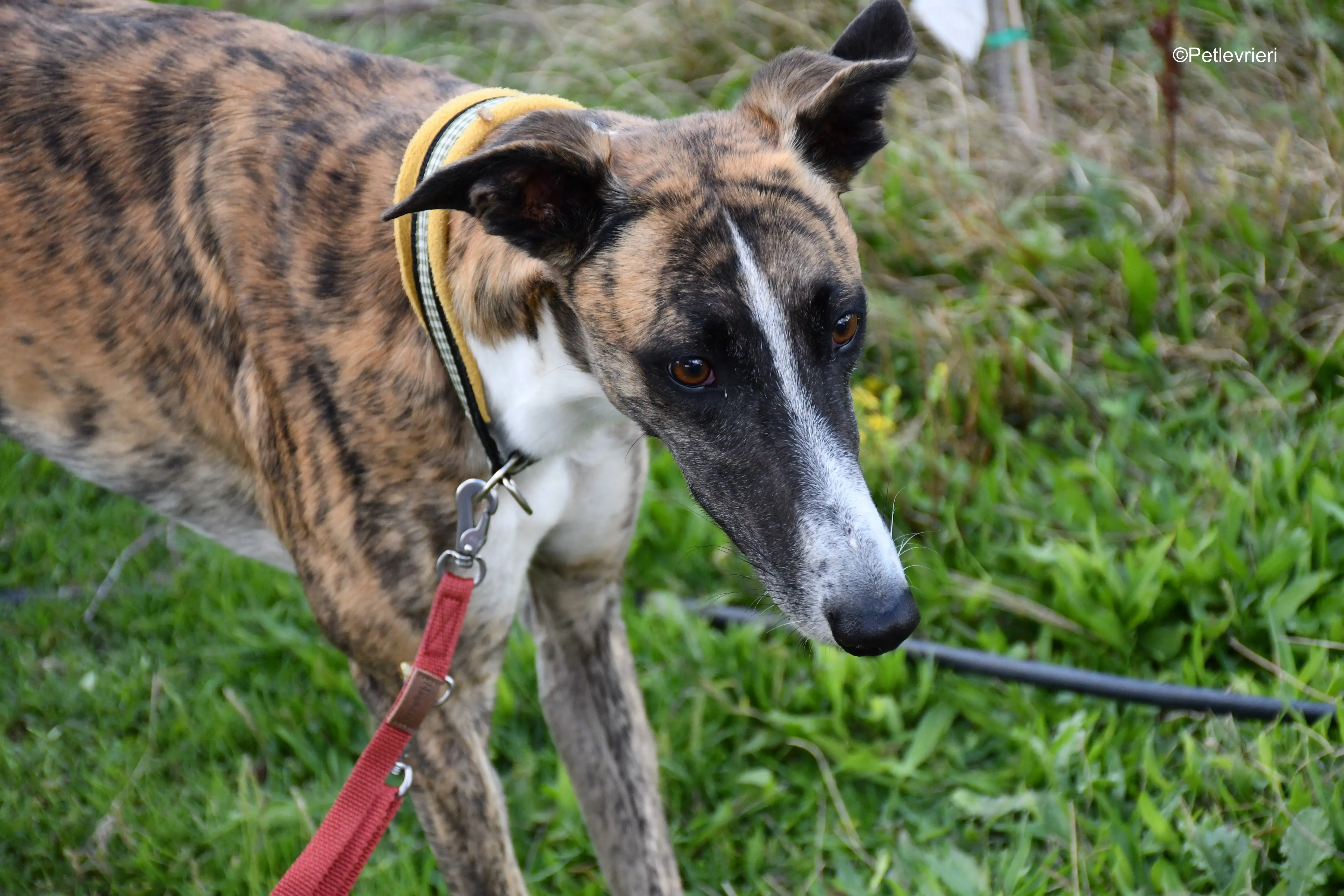 icaro adozione levrieri galgo 2