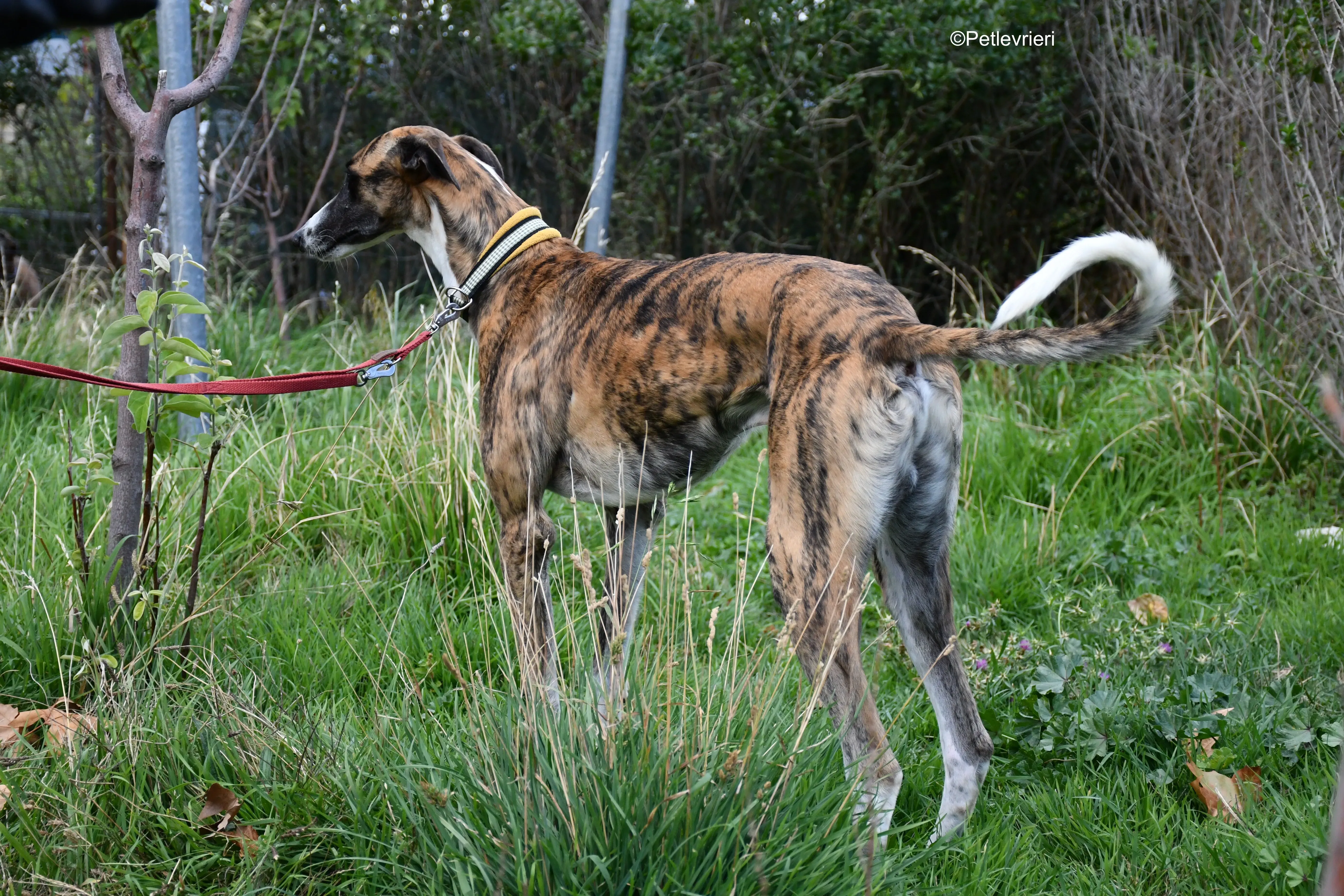 icaro adozione levrieri galgo 20