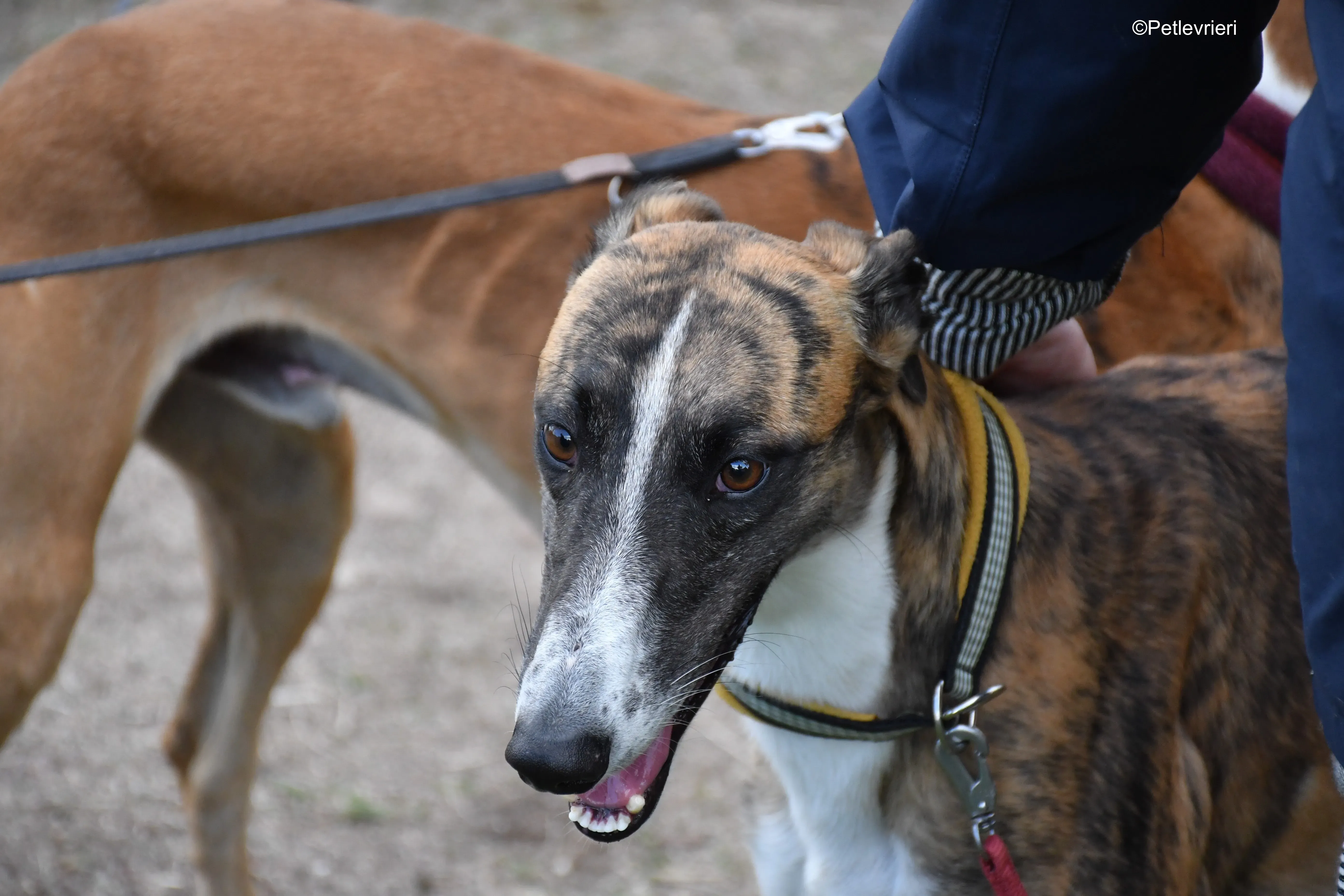 icaro adozione levrieri galgo 21