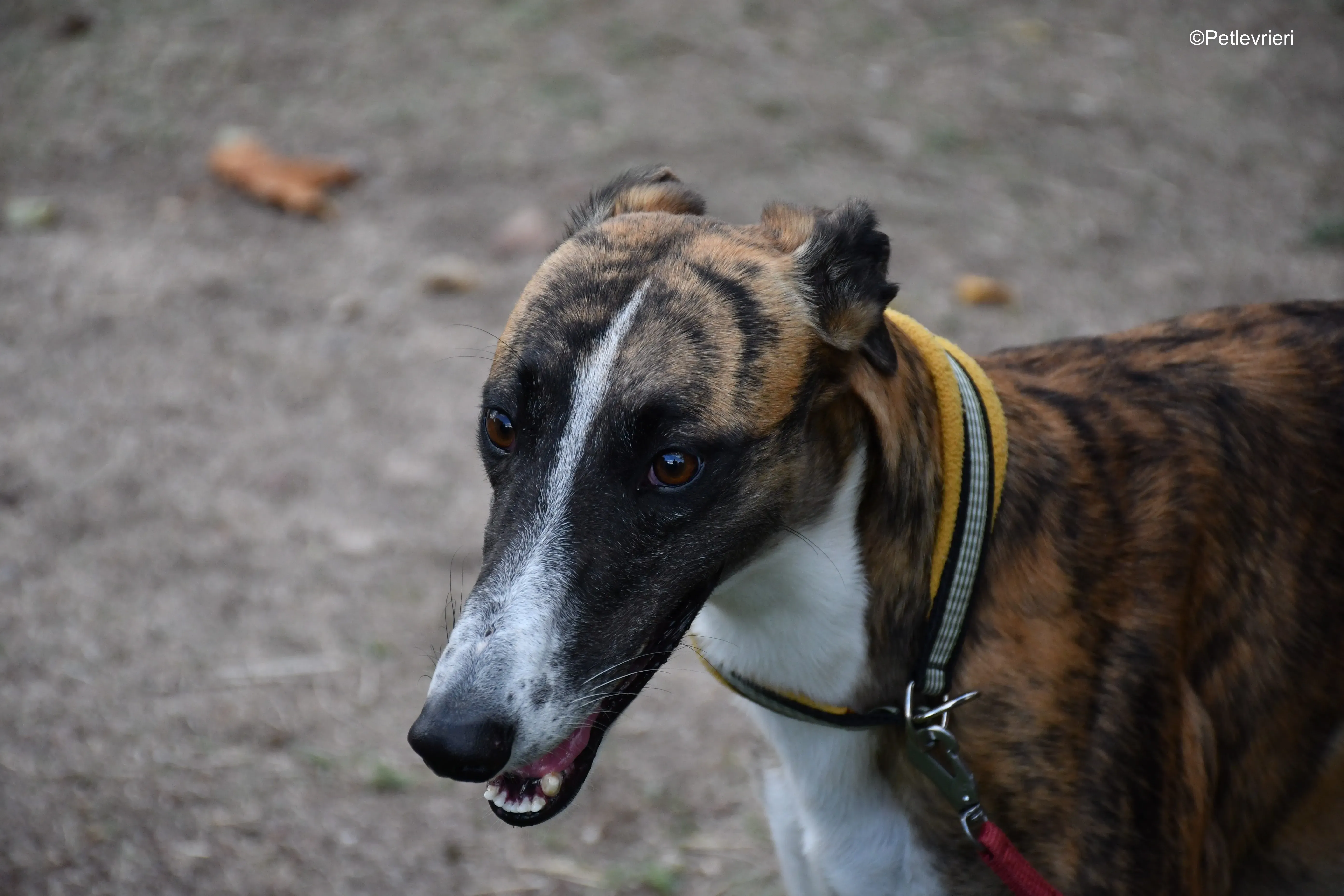 icaro adozione levrieri galgo 22