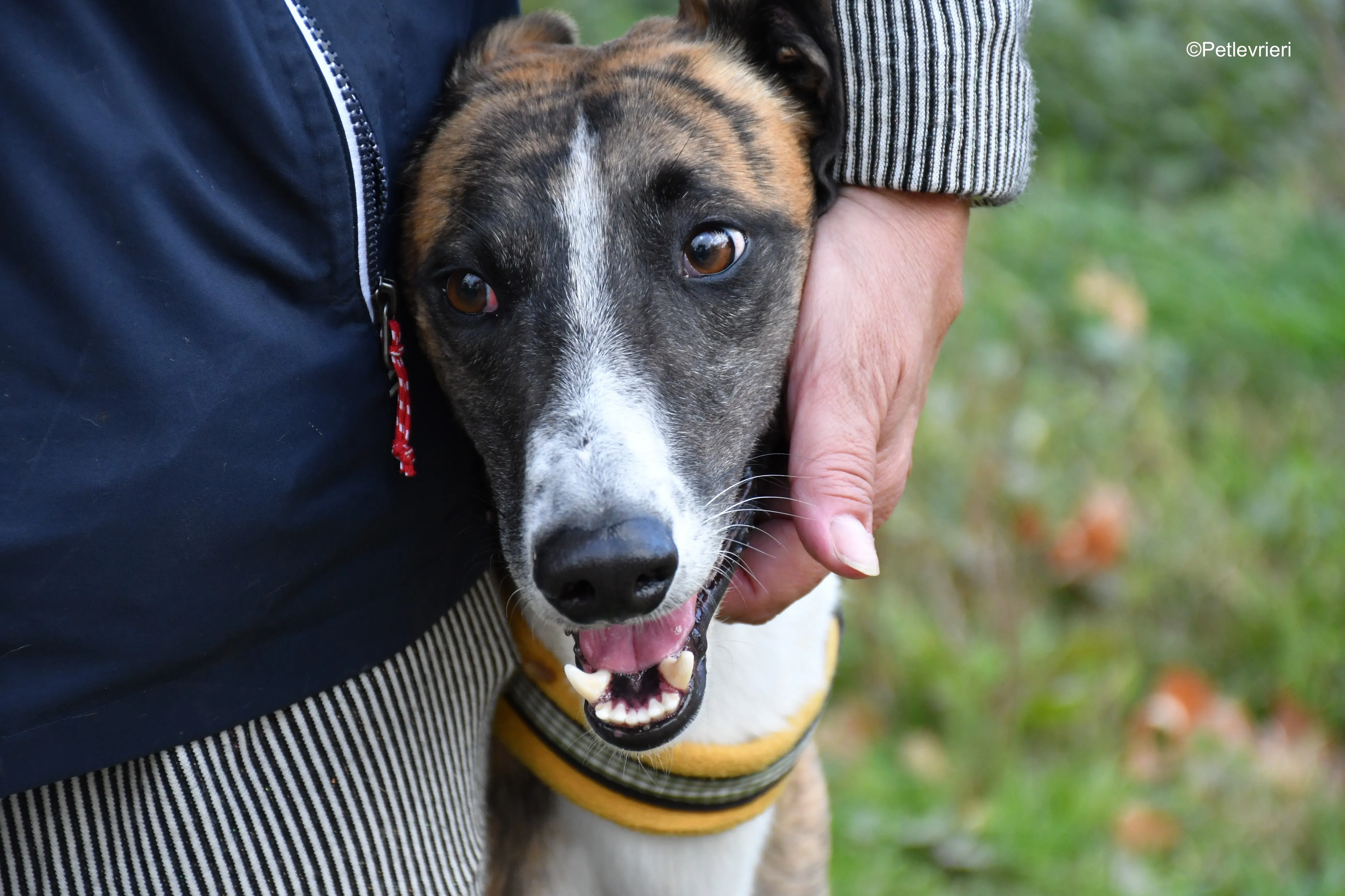 icaro adozione levrieri galgo 23