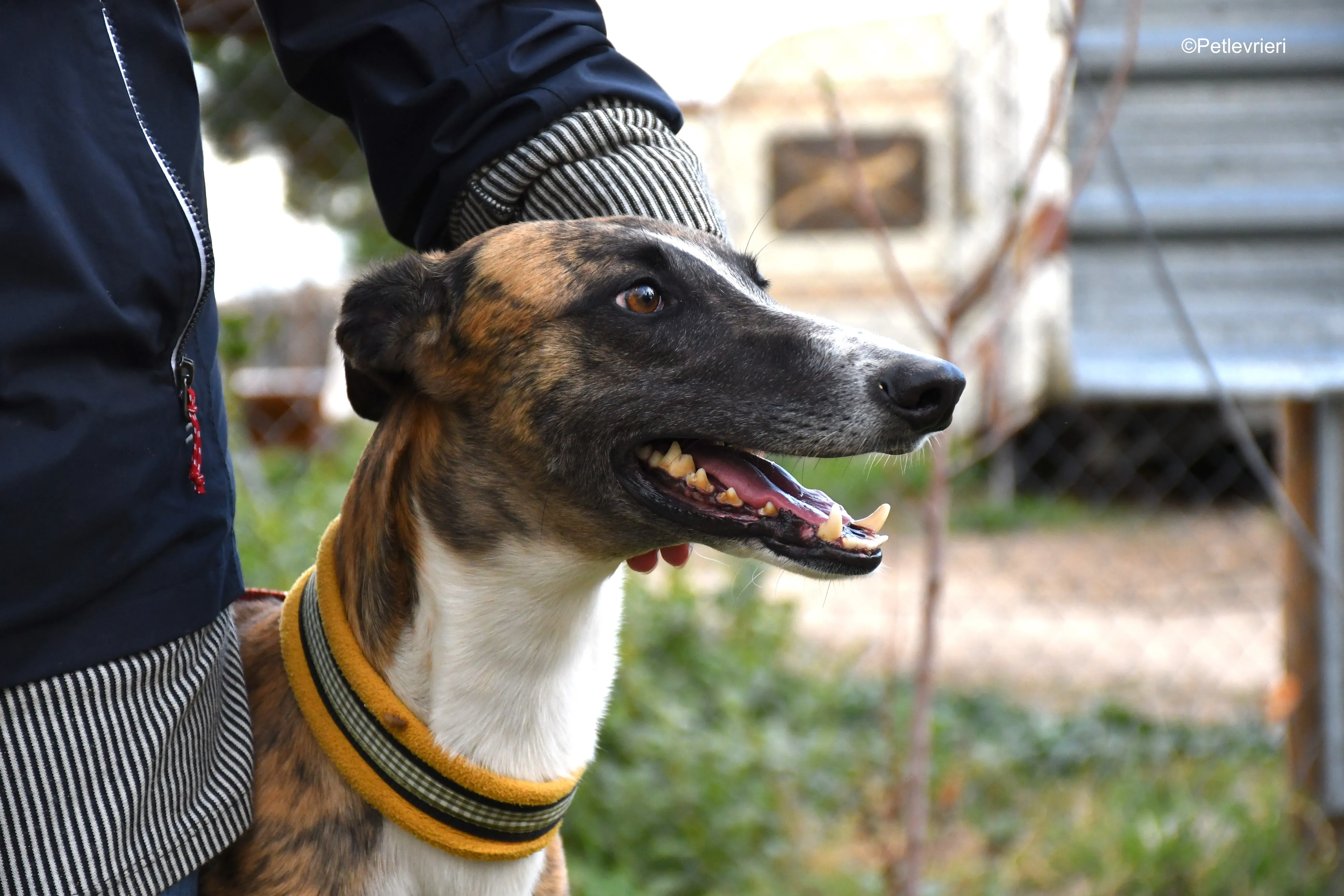 icaro adozione levrieri galgo 24