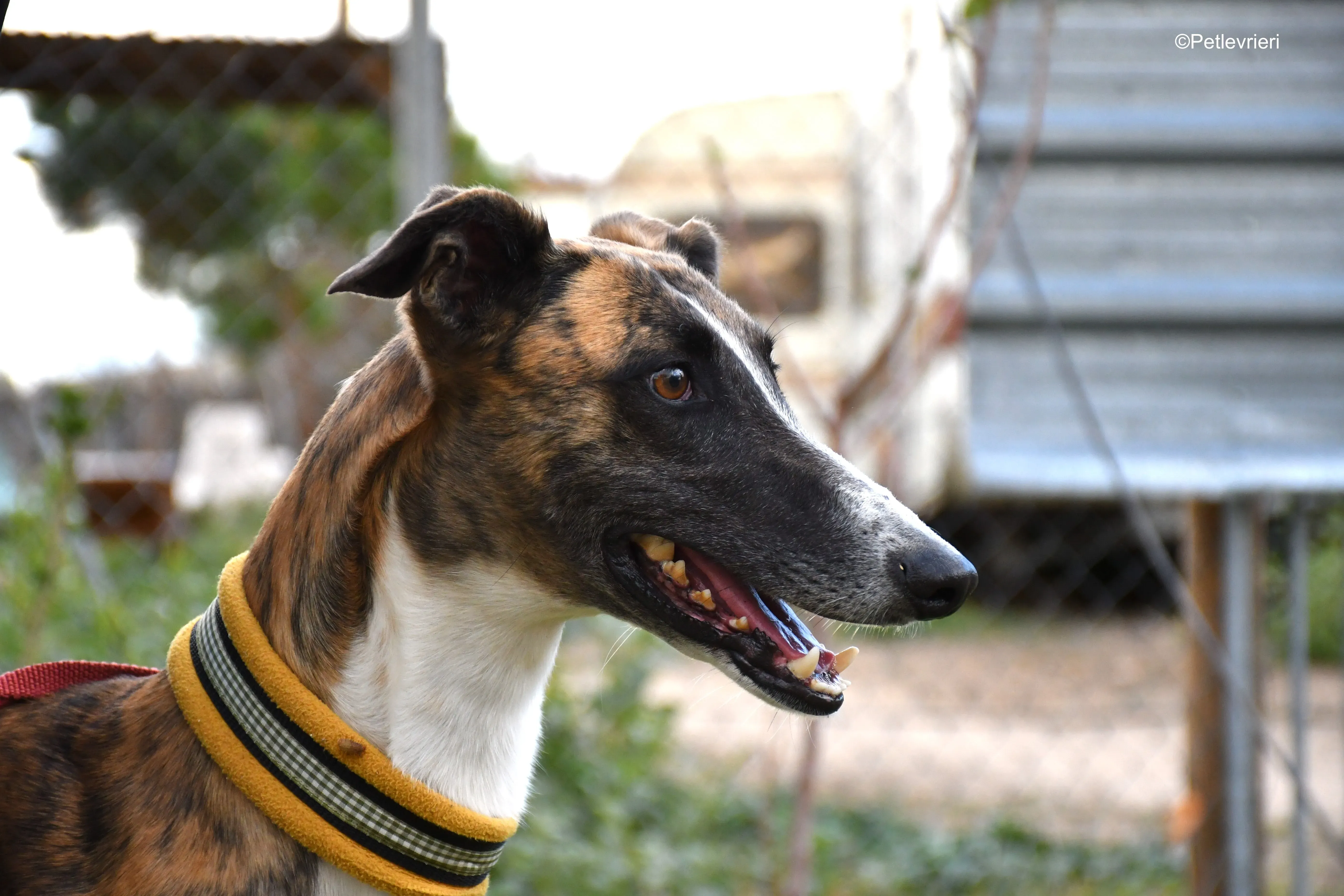 icaro adozione levrieri galgo 25