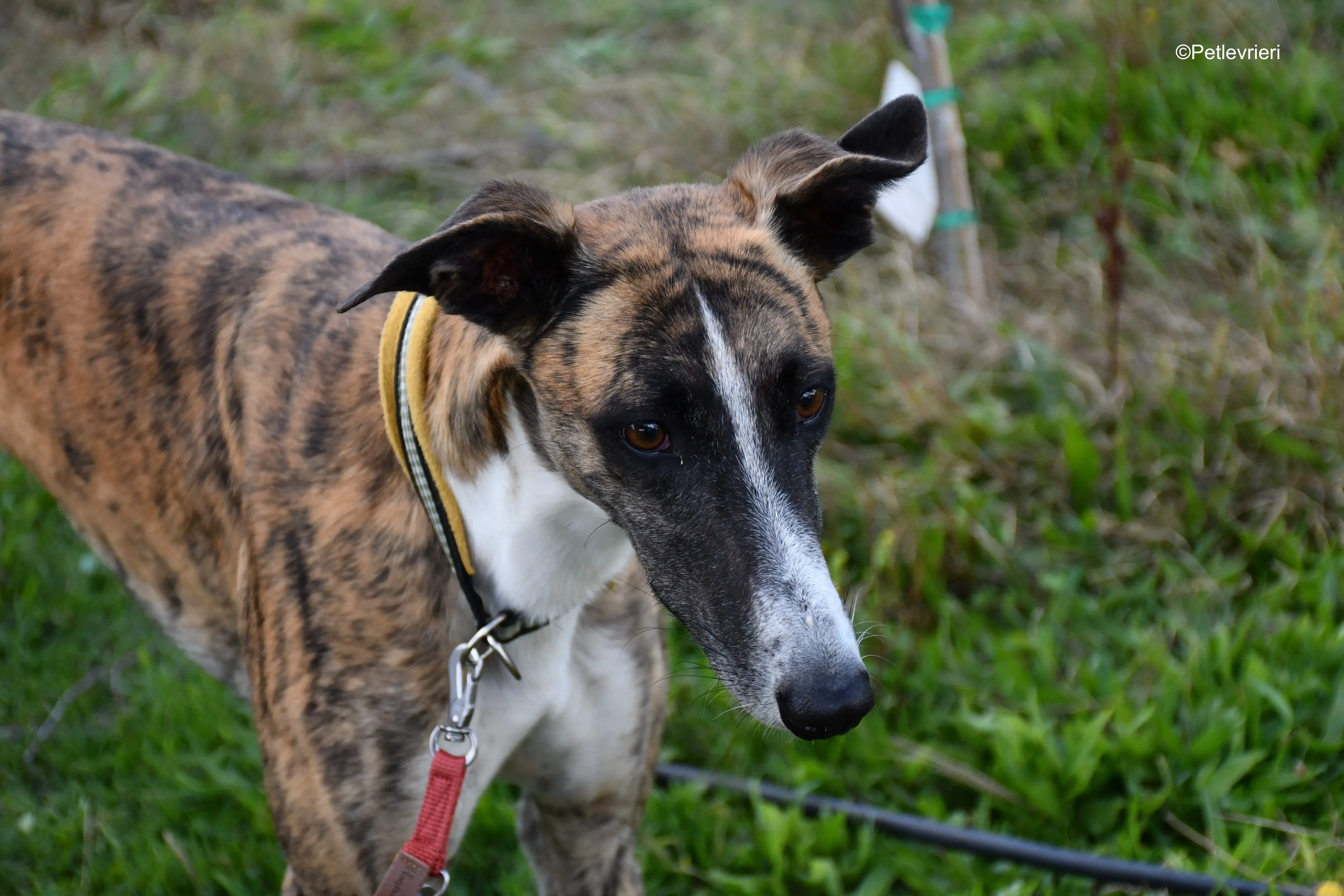 icaro adozione levrieri galgo 3