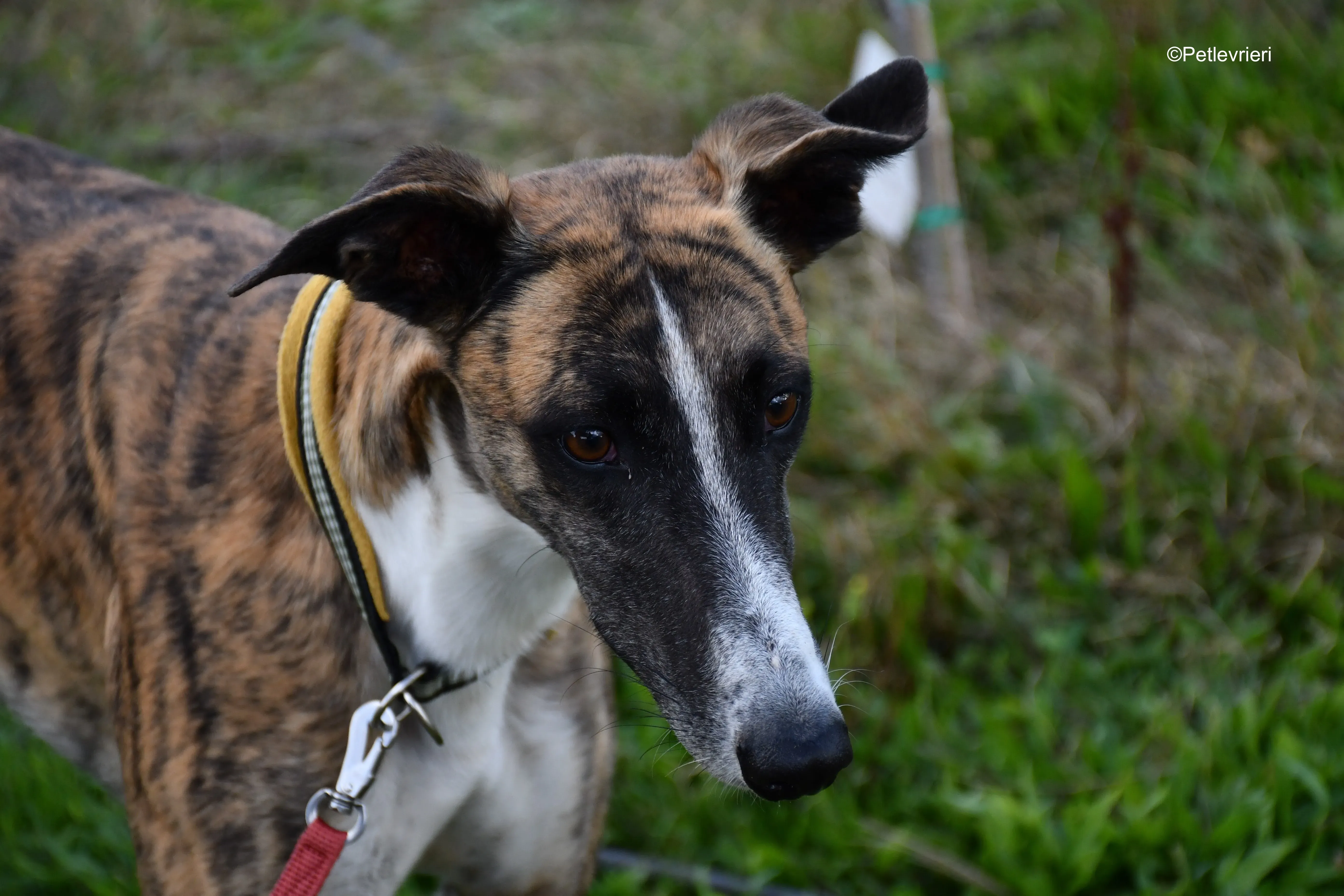 icaro adozione levrieri galgo 4