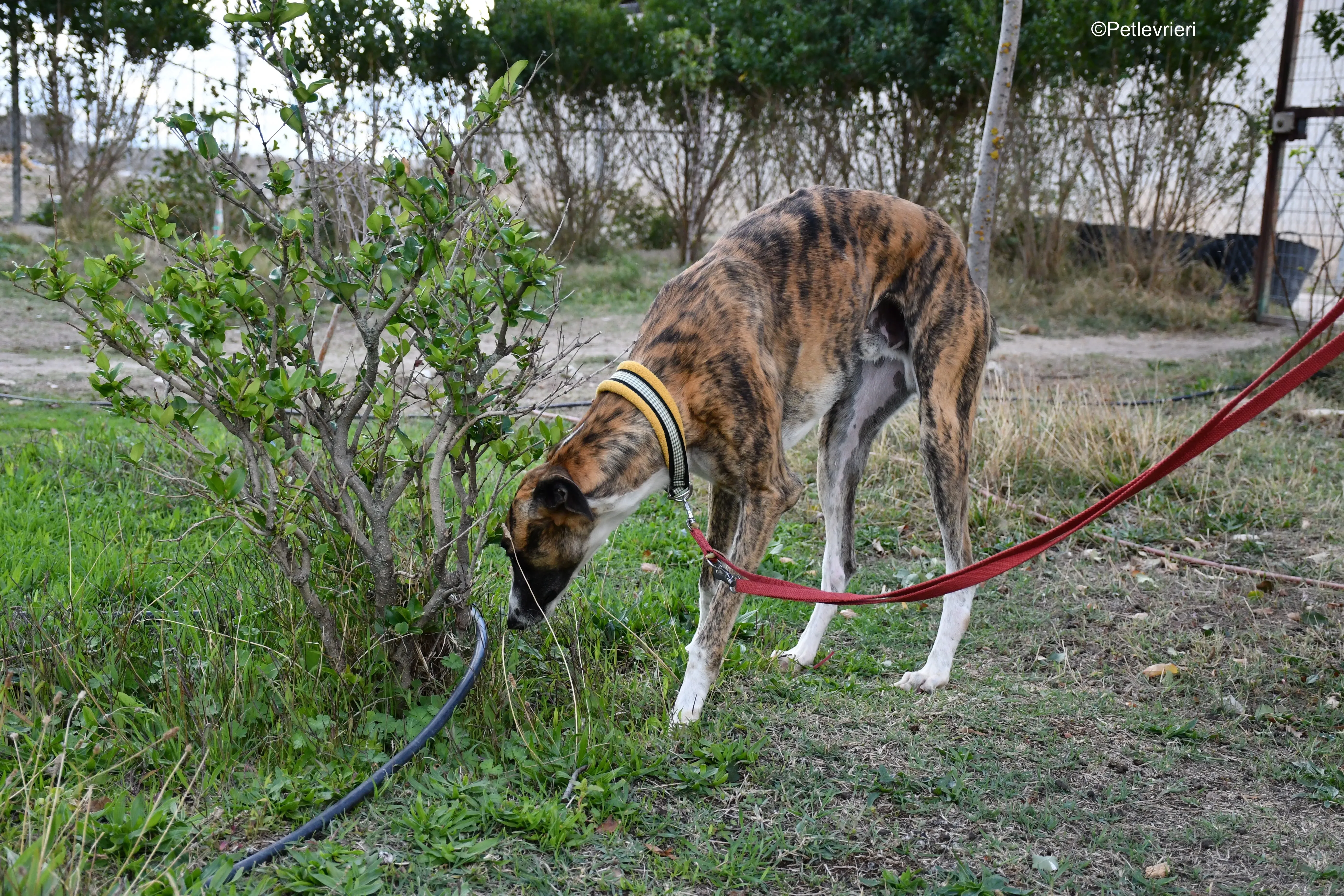icaro adozione levrieri galgo 5