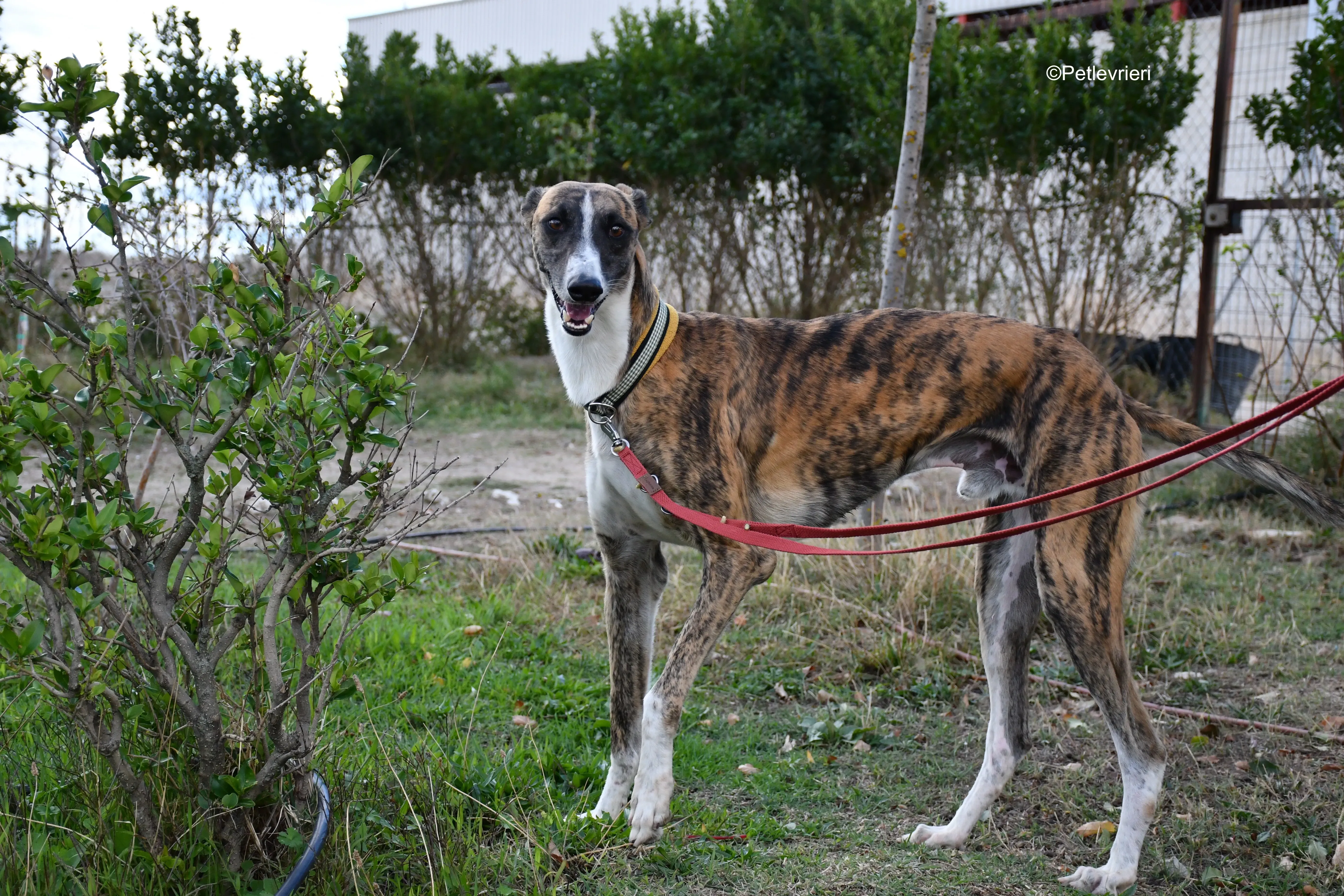 icaro adozione levrieri galgo 6