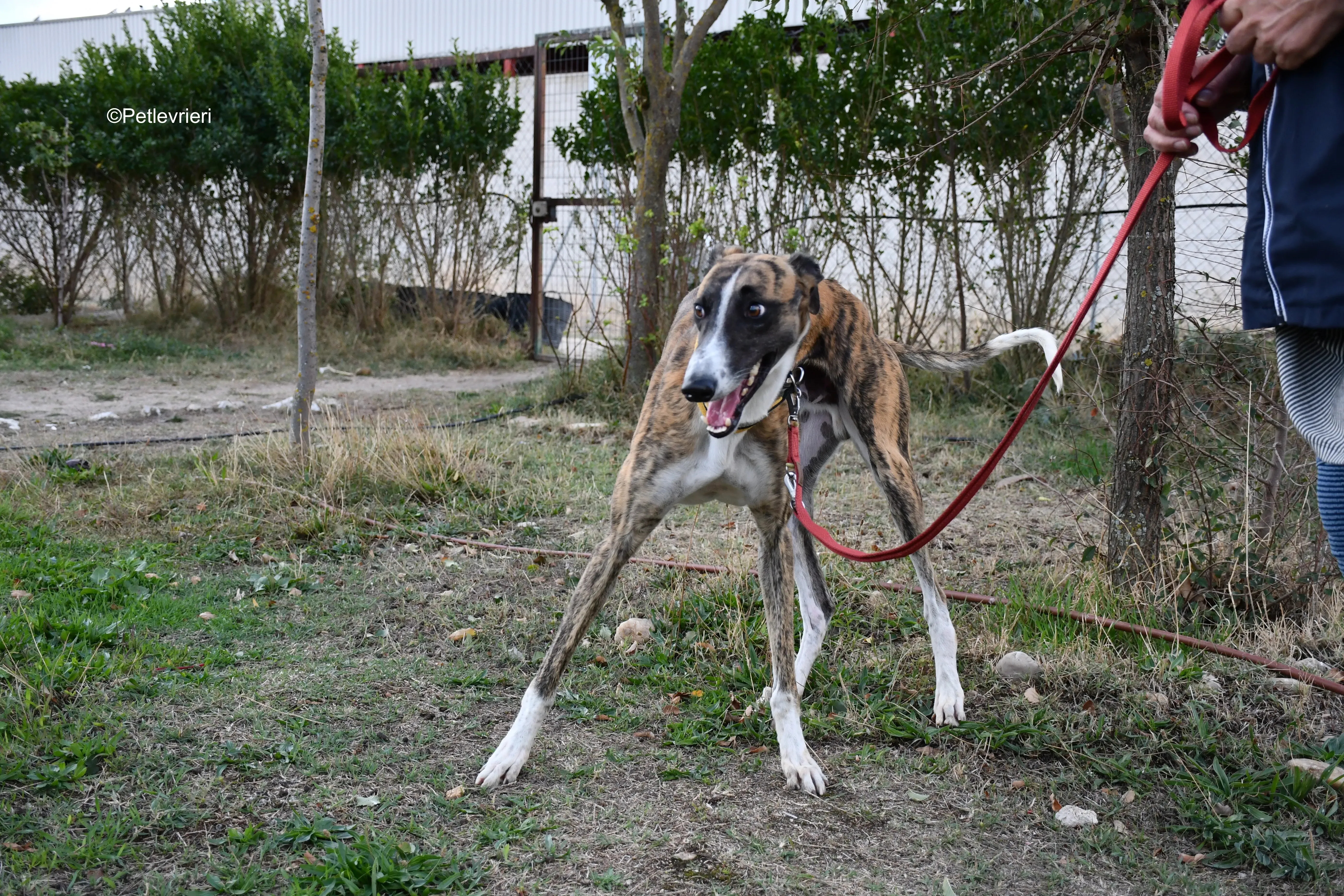 icaro adozione levrieri galgo 7