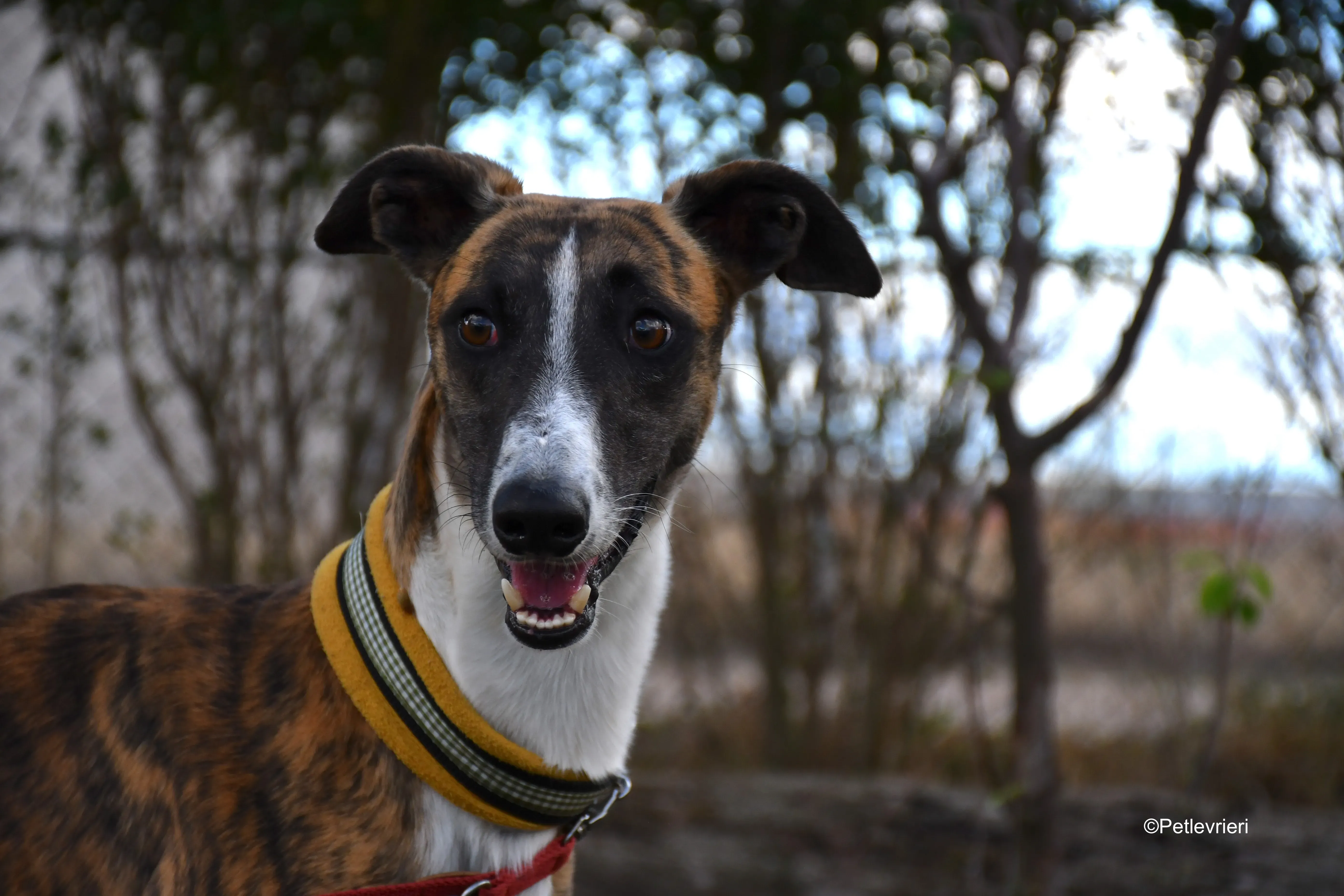 icaro adozione levrieri galgo 8