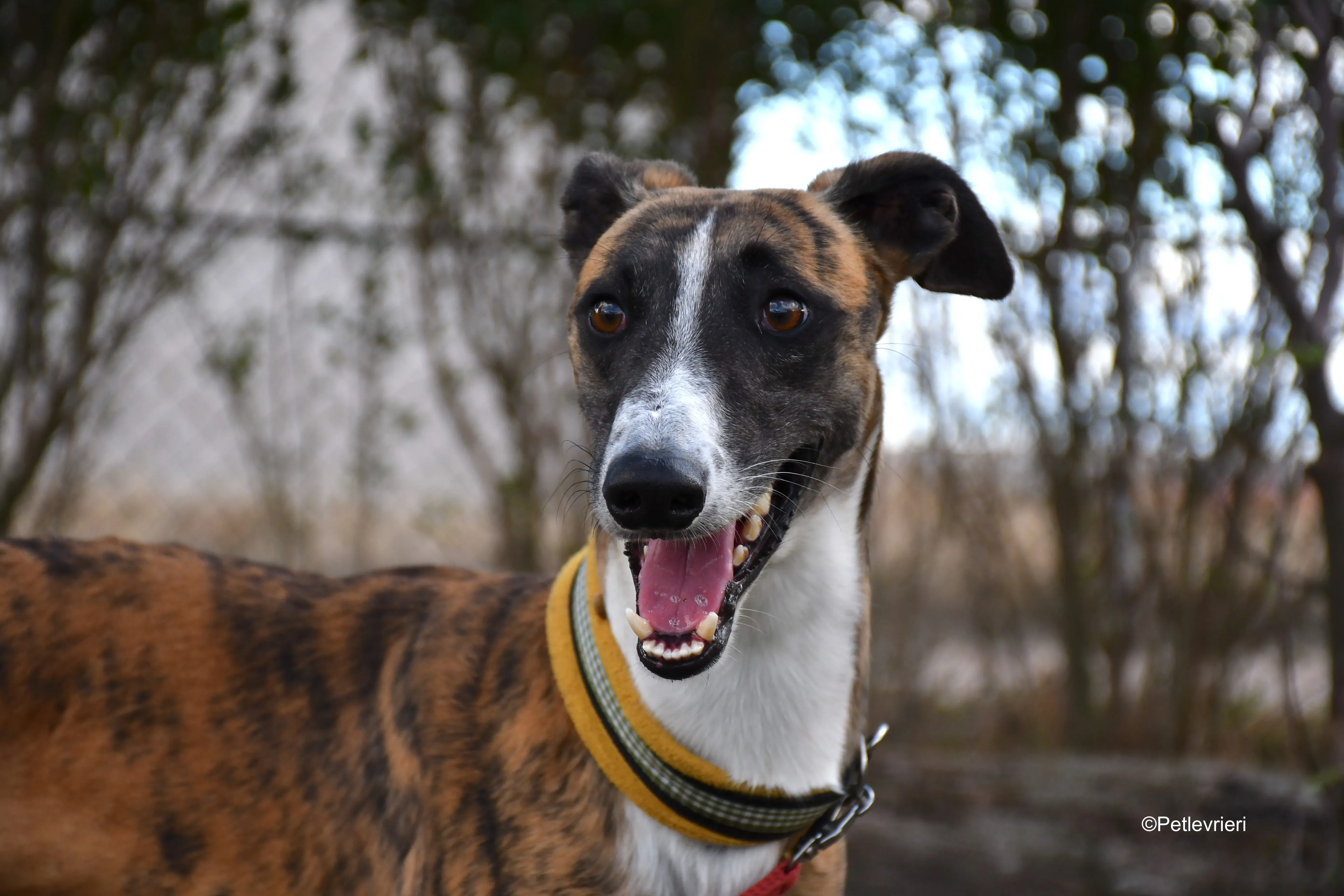 icaro adozione levrieri galgo 9