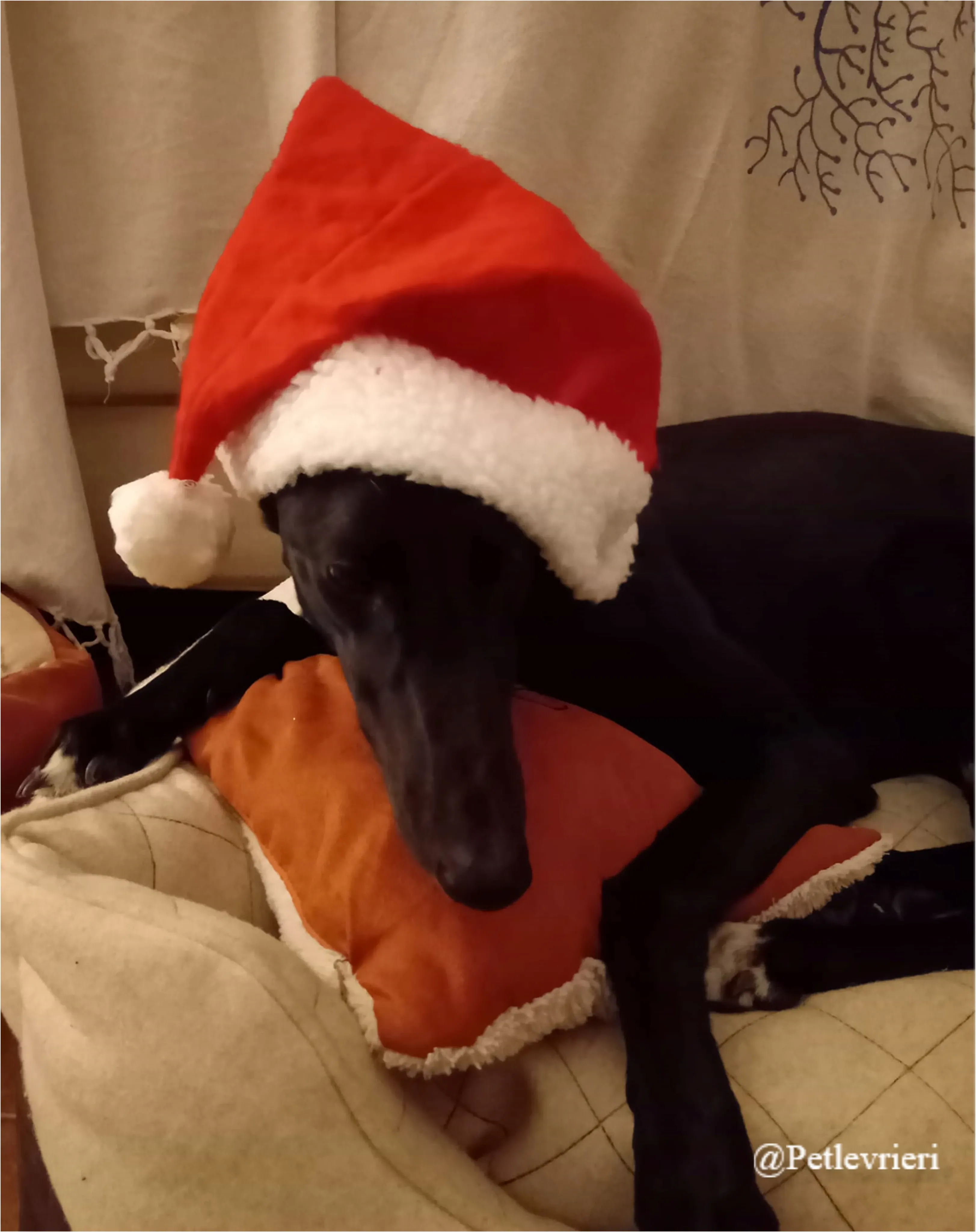 ileana pet levrieri natale 2021