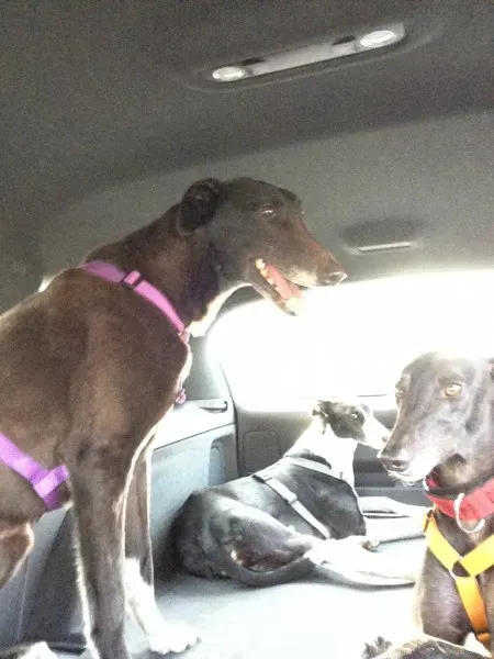 image 1 e1394388637945