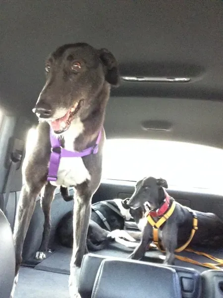 image 4 e1394388604530