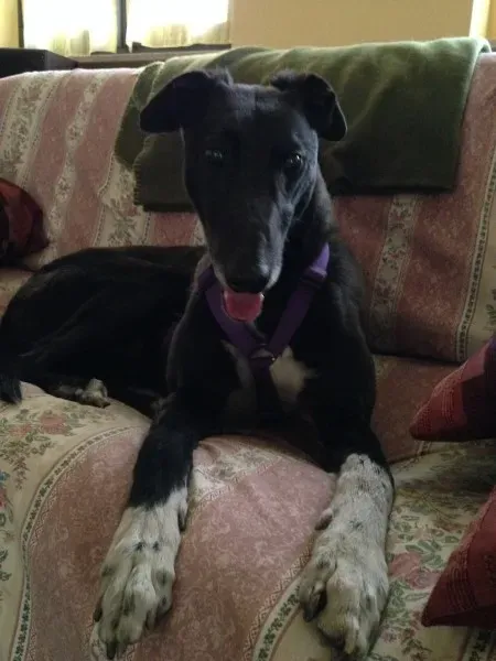 image 8 e1394388482223