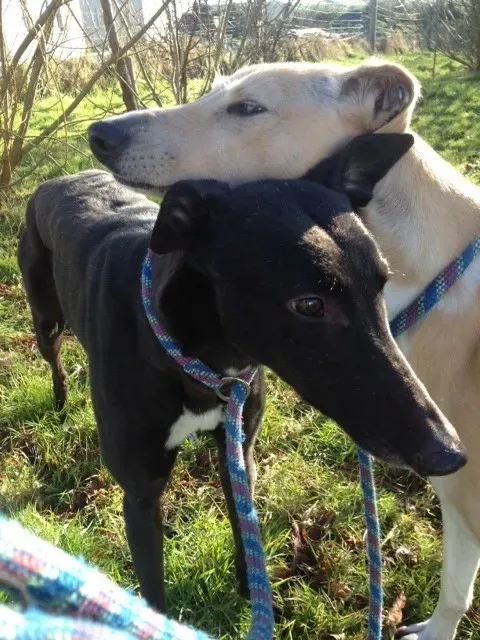 image 1 e1423204763724