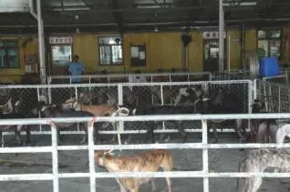 images0 2011 11 November 2 Greyhounds 137044849