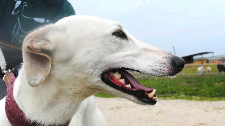 immagine in evidenza