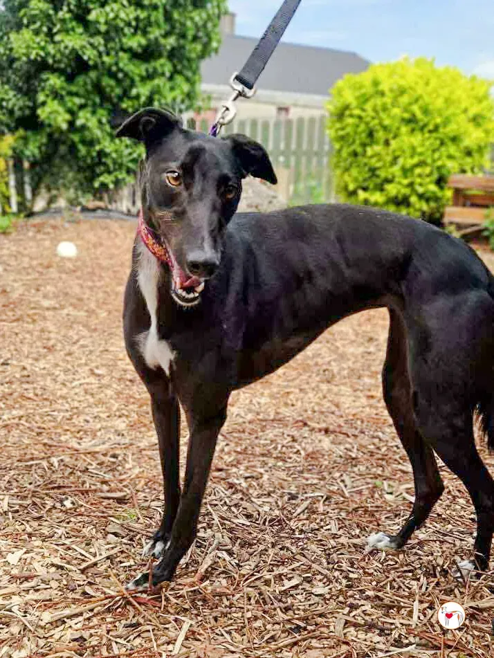 imola grey adozione 01