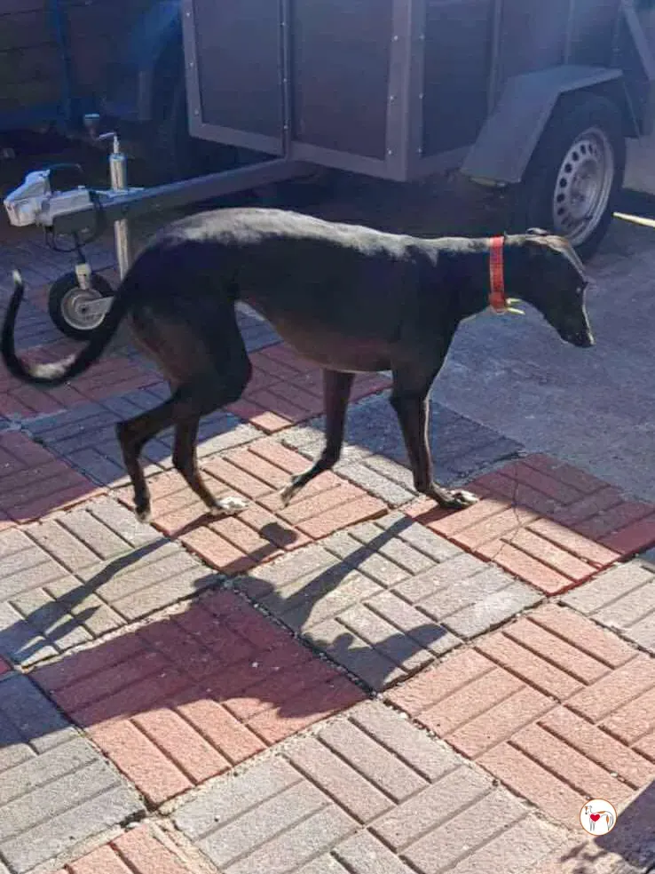 imola grey adozione 02