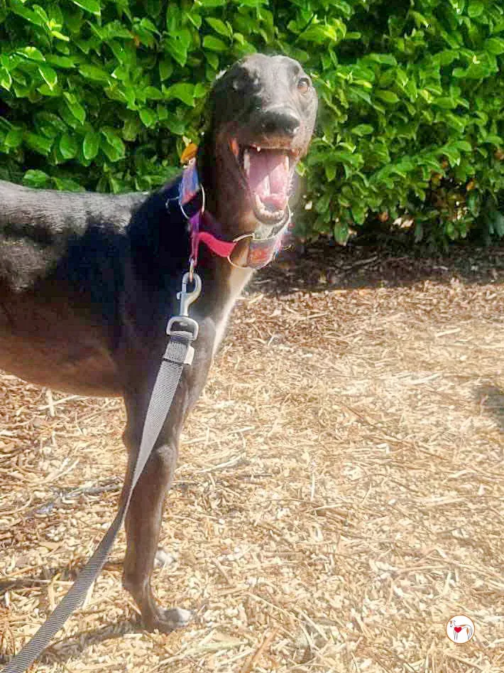 imola grey adozione 03