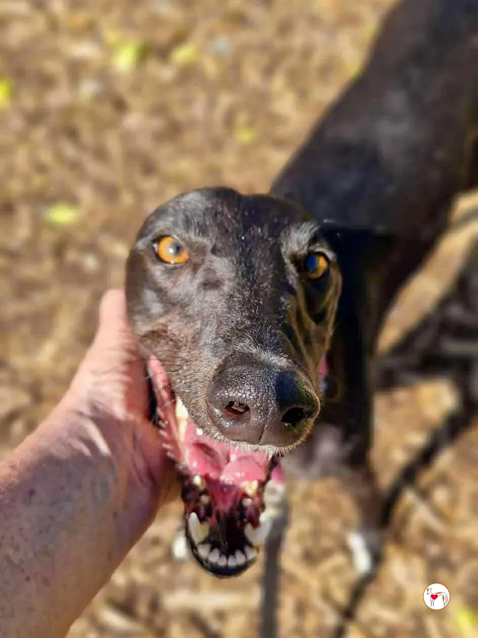 imola grey adozione 04