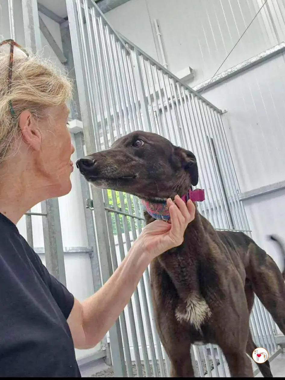 imola grey adozione 05