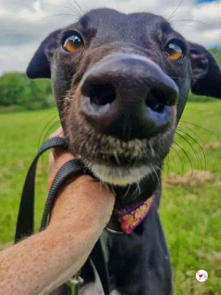 imola grey adozione 06