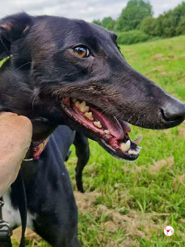 imola grey adozione 07