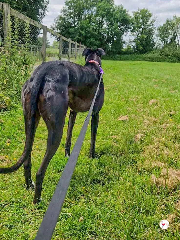 imola grey adozione 08