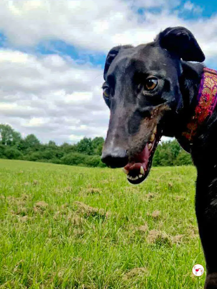 imola grey adozione 09