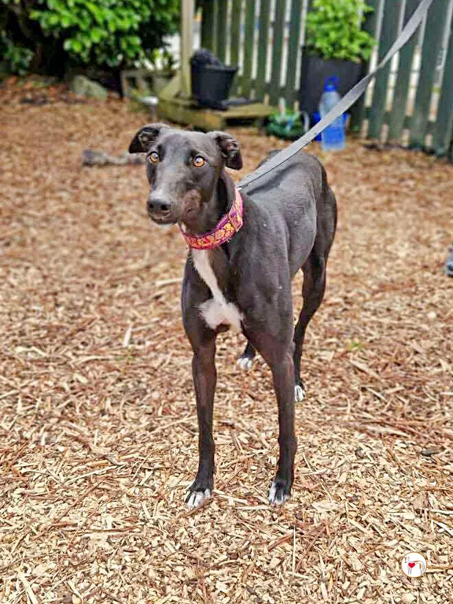 imola grey adozione 10