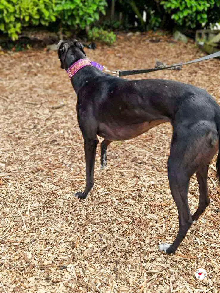 imola grey adozione 11