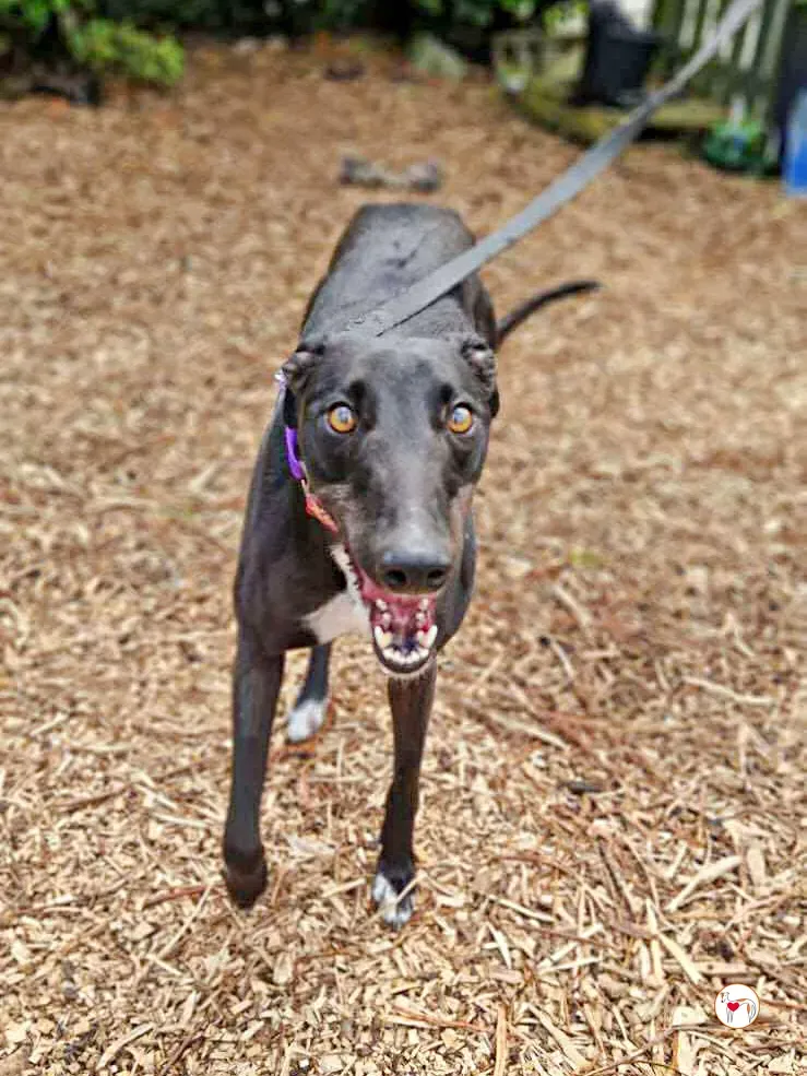 imola grey adozione 12