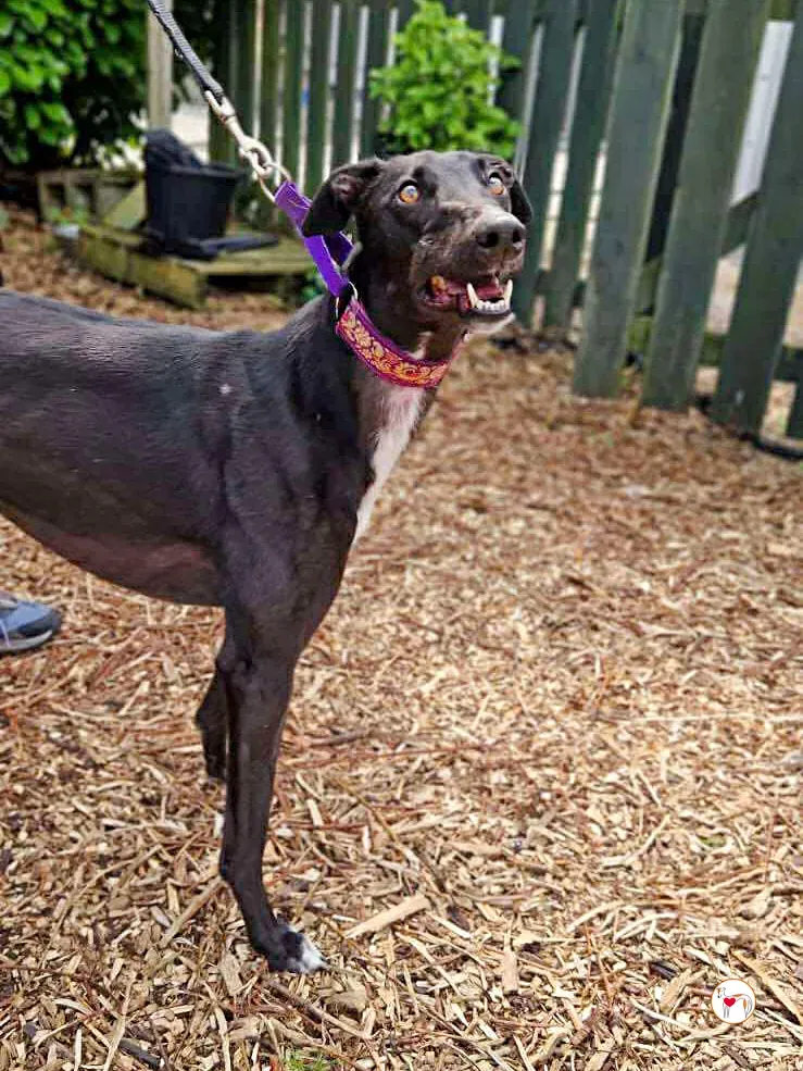 imola grey adozione 13