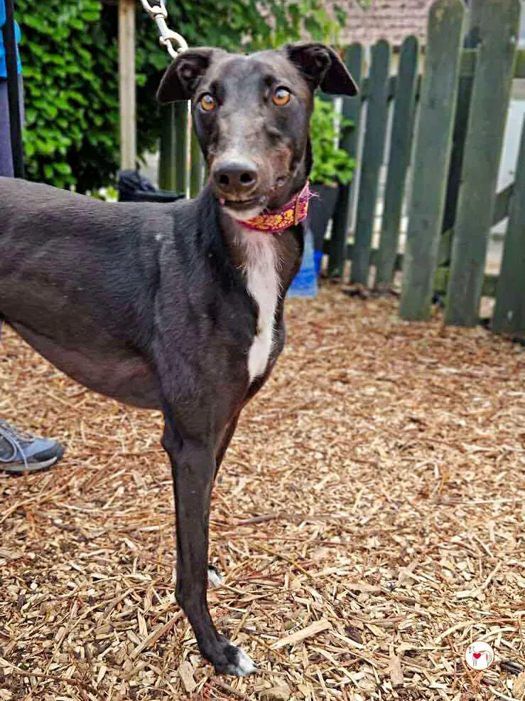 imola grey adozione 14