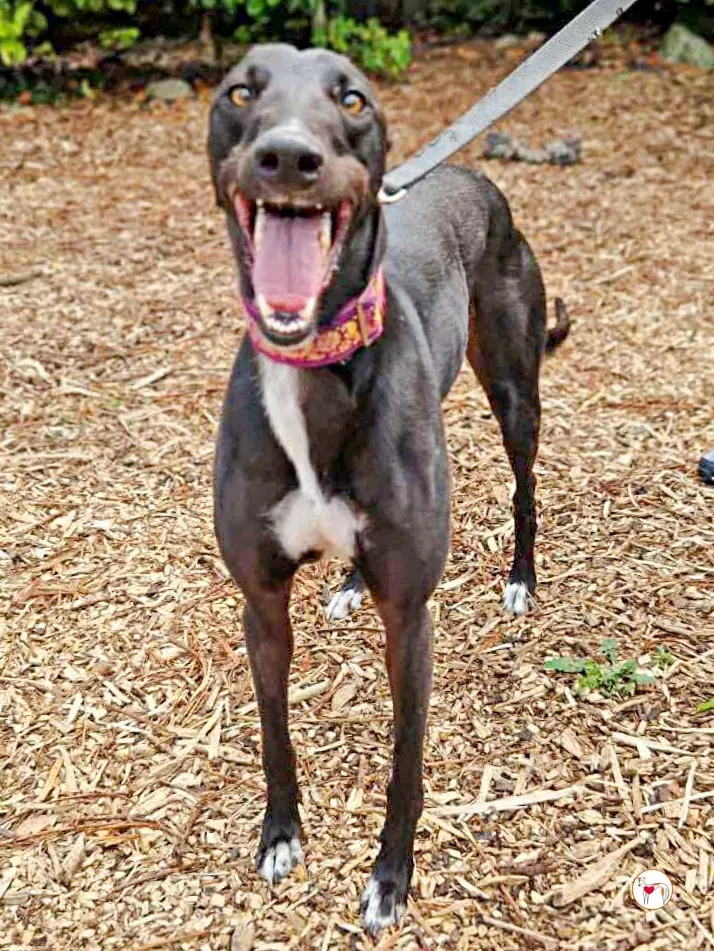 imola grey adozione 15